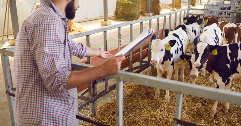 calving season