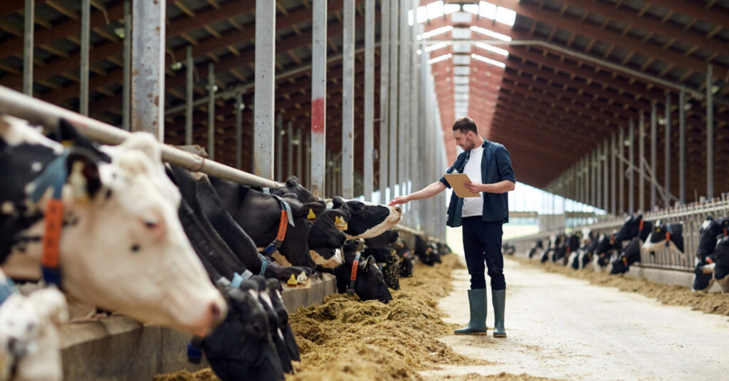 how to start a cattle farm