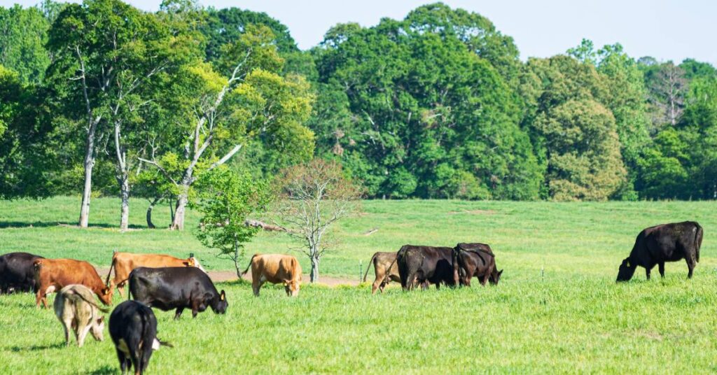 pasture rotation for cattle