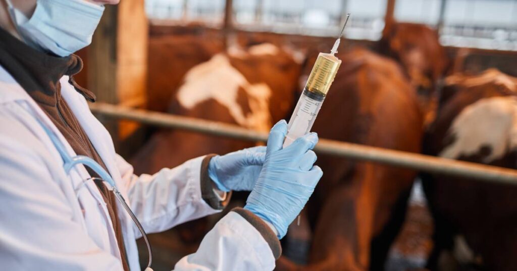 beef cattle vaccines
