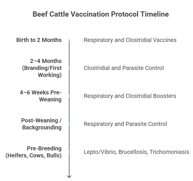 beef cattle vaccination protocol