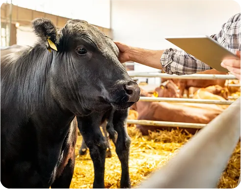 image of Greater Herd Productivity