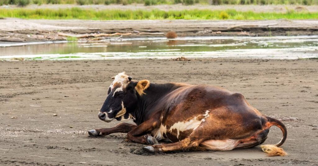 cow diseases