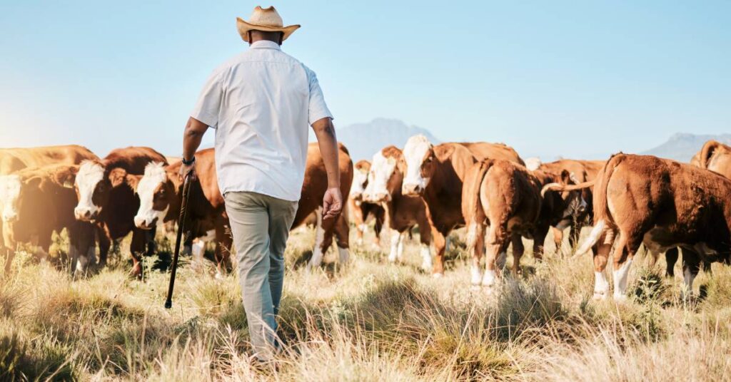 Common cattle issues