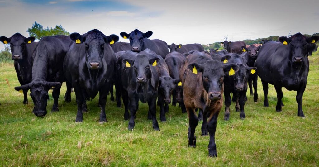Top Beef Cattle Breeds