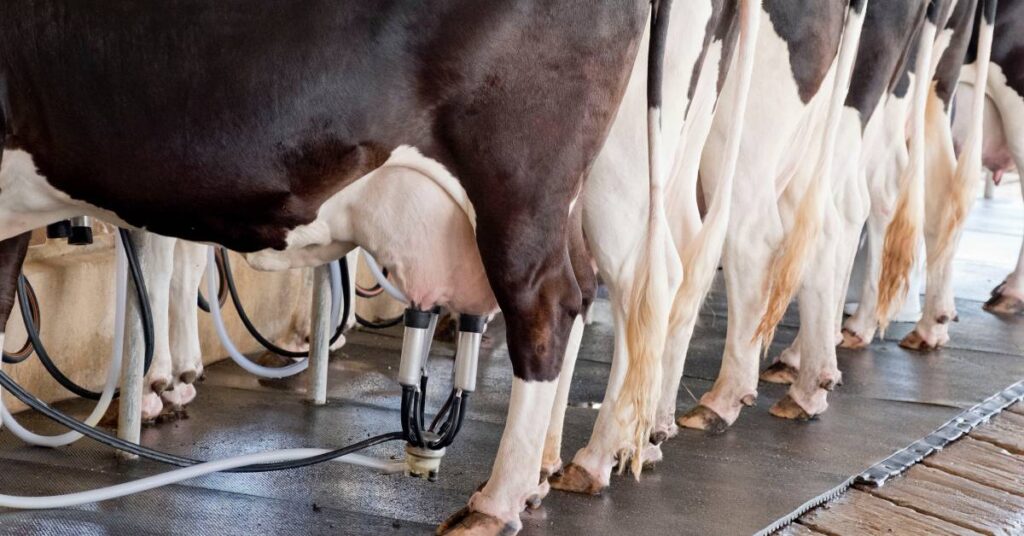 Dairy cow milk production