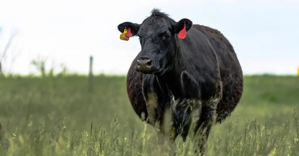 cattle gestation