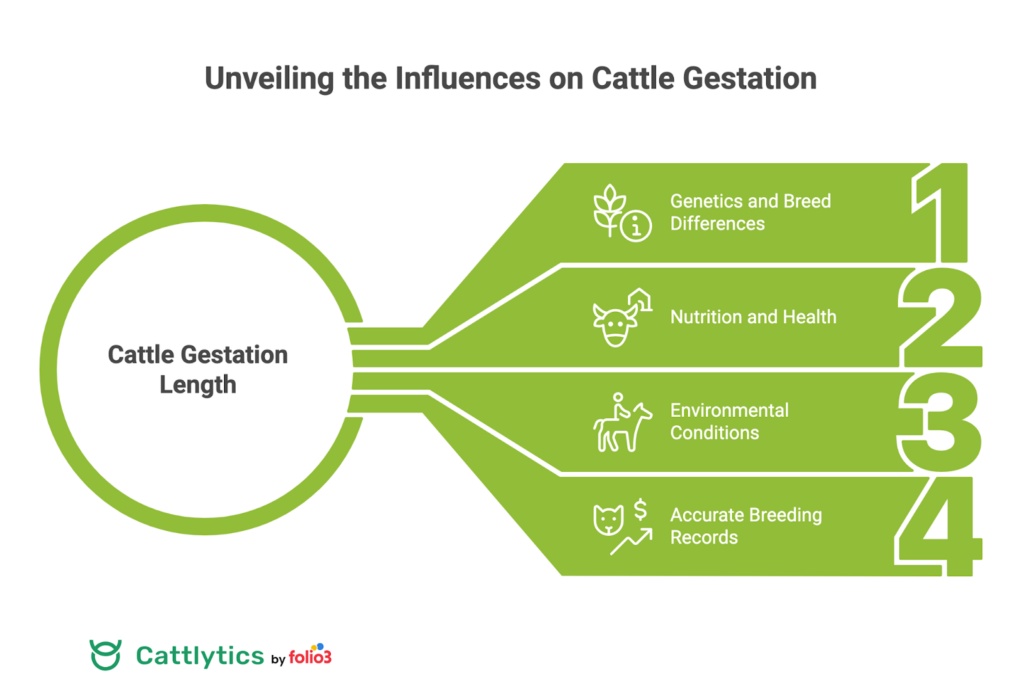 Cattle Gestation Length