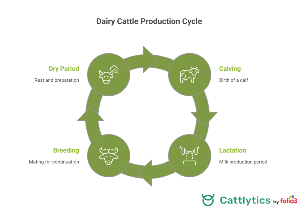 Dairy cow milk production