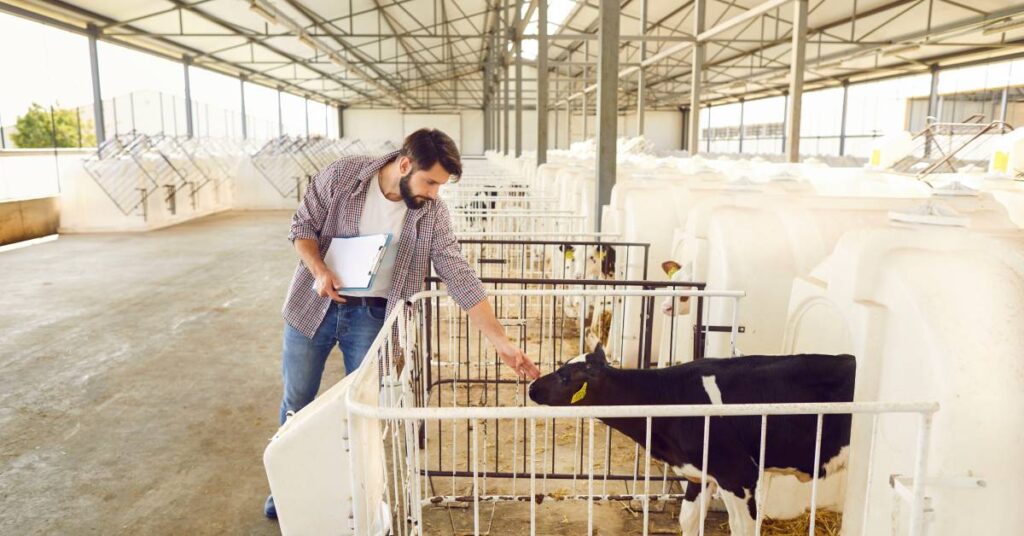cattle care