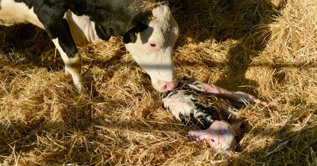 calving stages