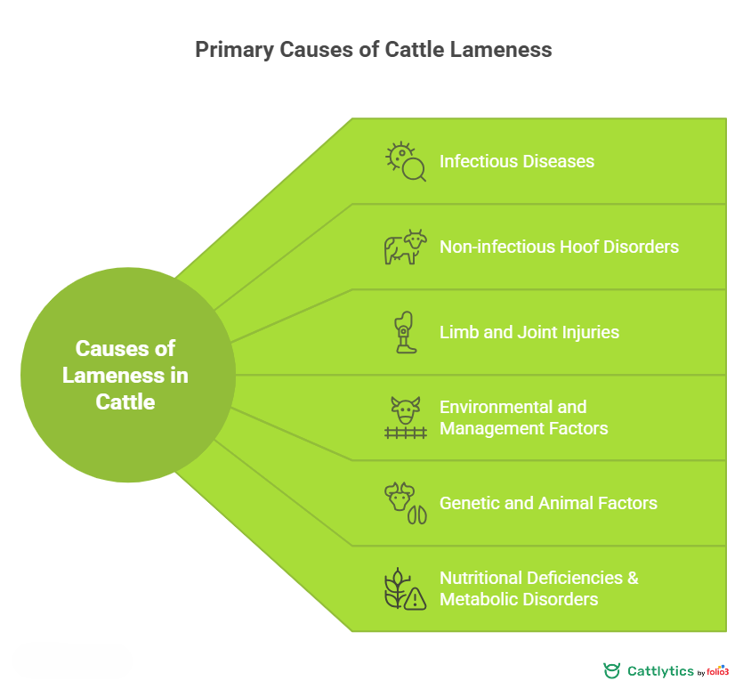 Causes of Lameness in Cattle