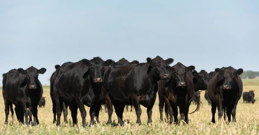 angus cattle