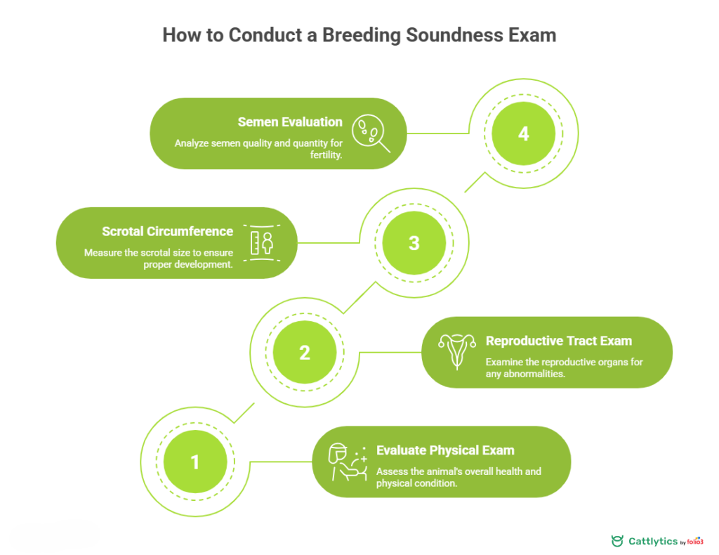 How to conduct breeding soundness exam