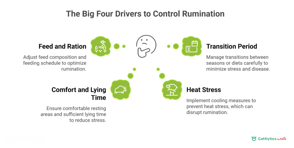 Why Cow Rumination Changes