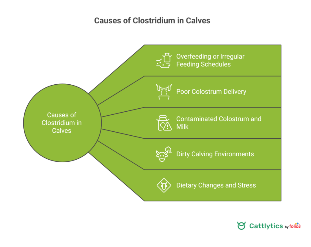 What Causes Clostridium in Calves