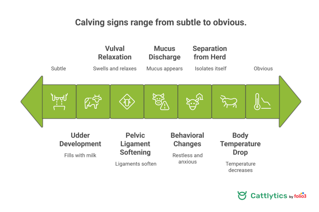 Signs of Calving in Beef Cattle: The Full Picture