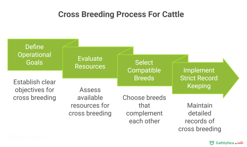 Cross Breeding Process for Cattle