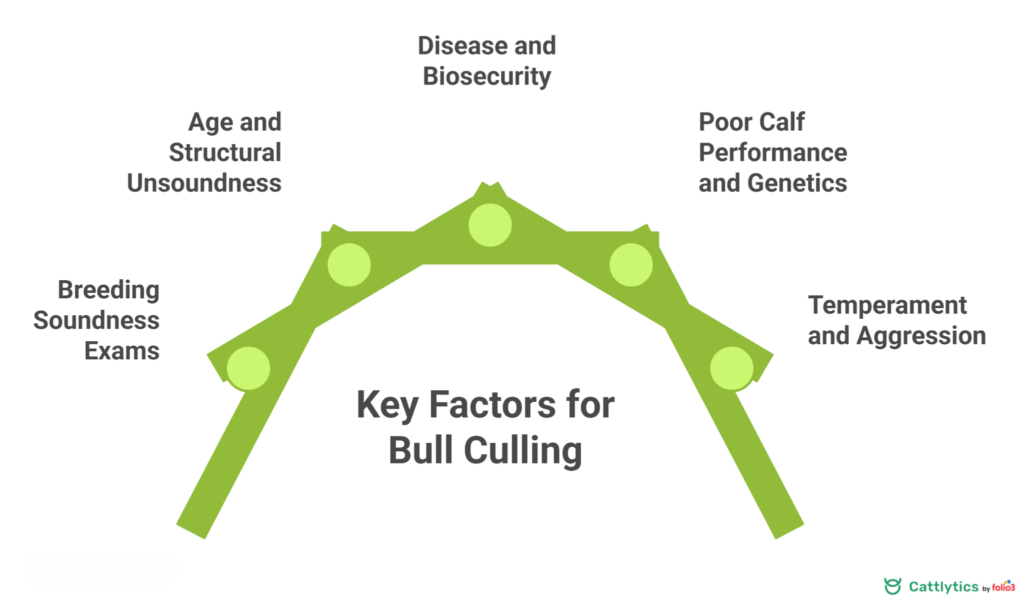 Top 5 Reasons to Cull a Bull