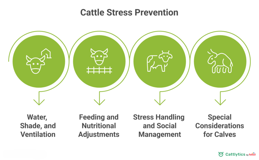 Stress in Cattle