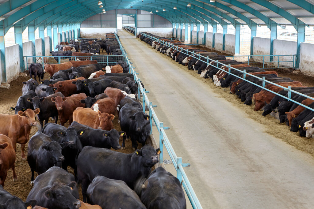 Track Cattle Inventory