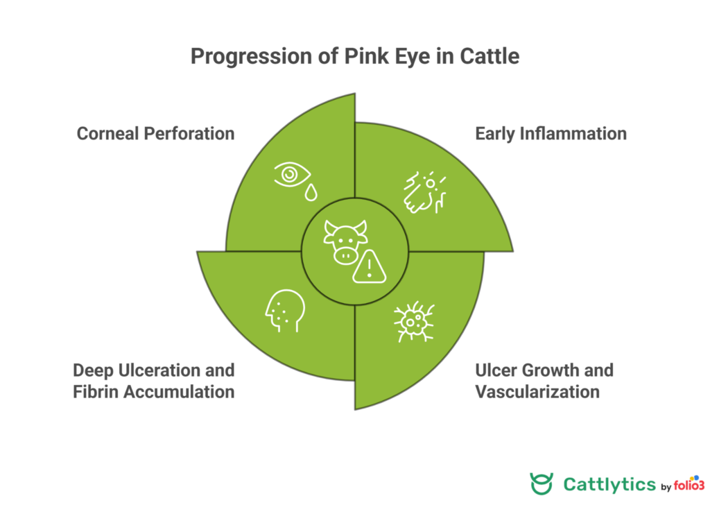 4 Stages of Pink Eye in Cattle