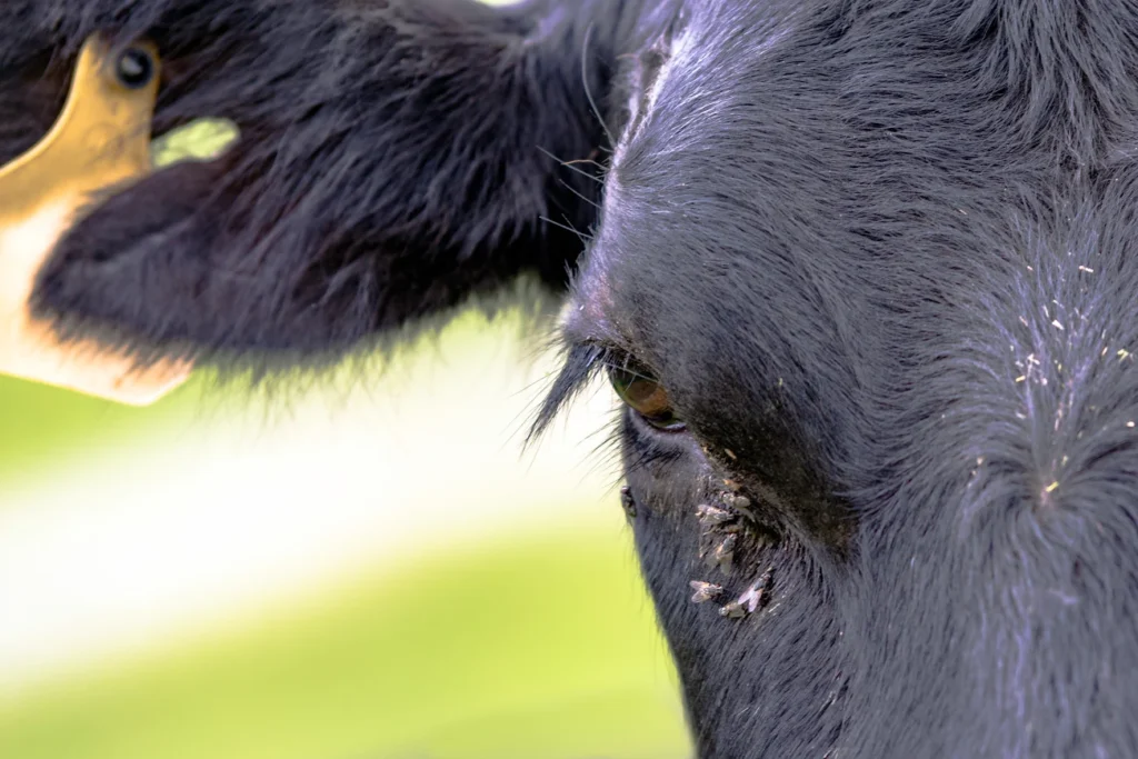 pink eye in cattle