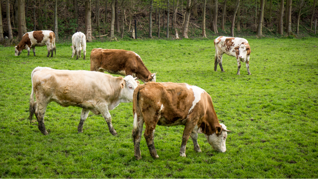 Calf Scours