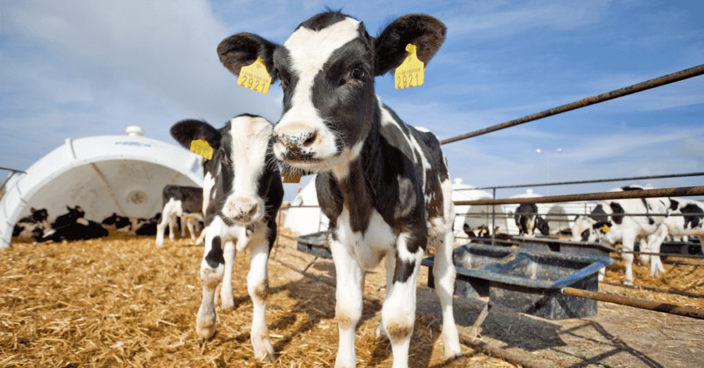 Preconditioning Calves
