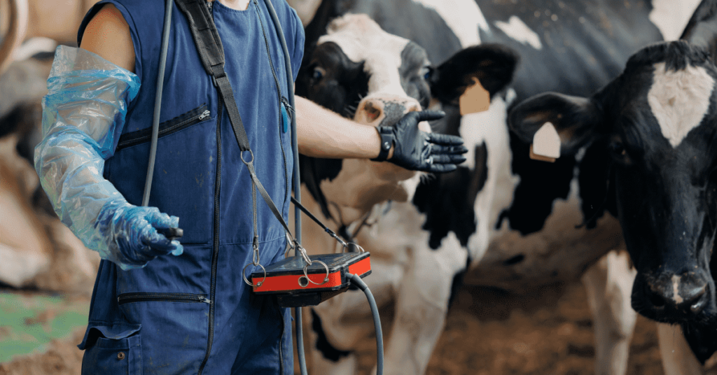 Preg Checking Cows