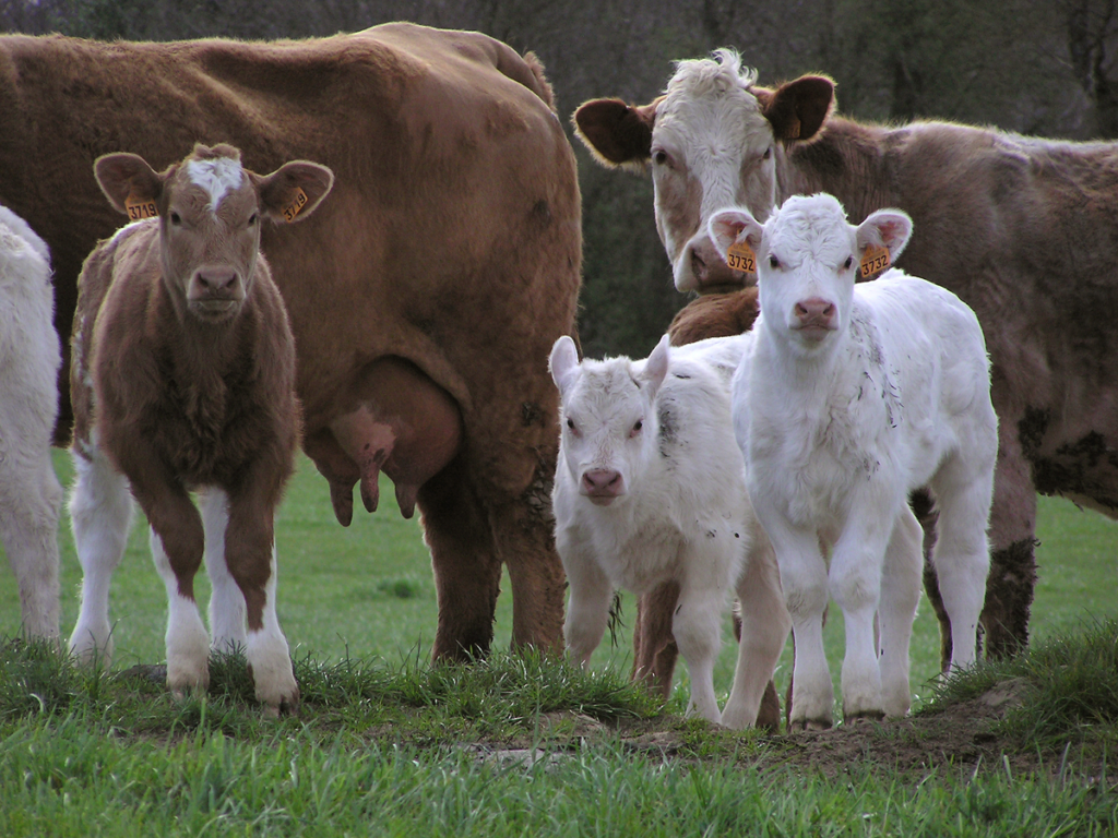 Weaning-Calves