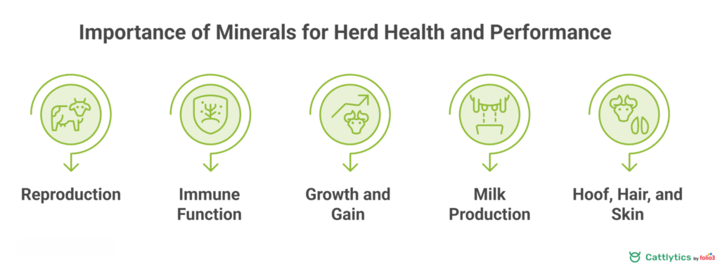 Why Minerals Matter for Herd Health and Performance