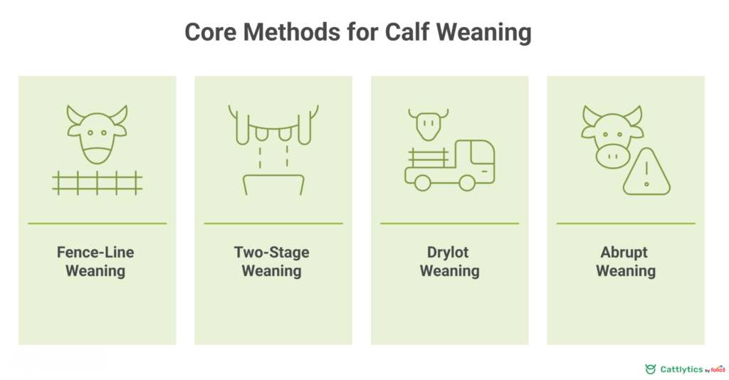 Calf Weaning Methods