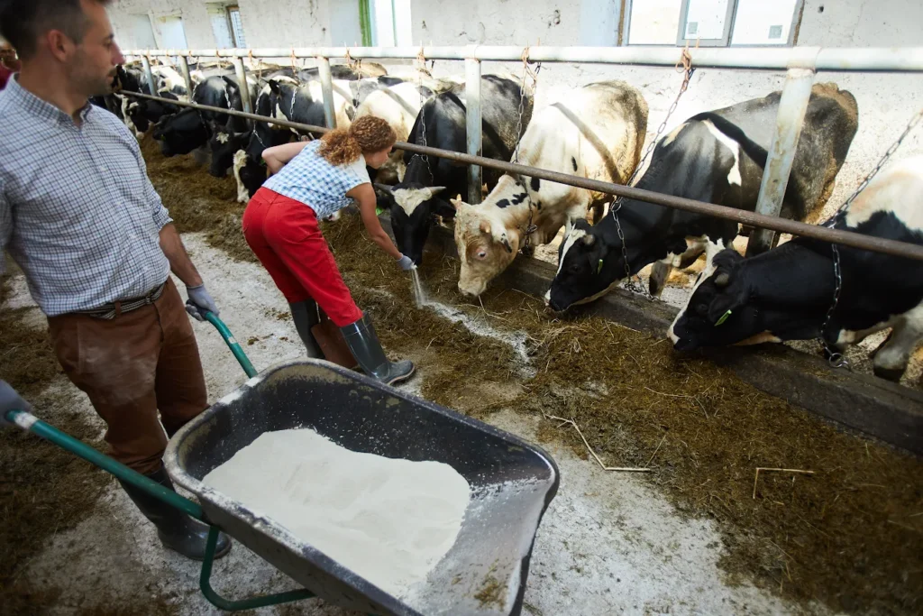 minerals for cattle