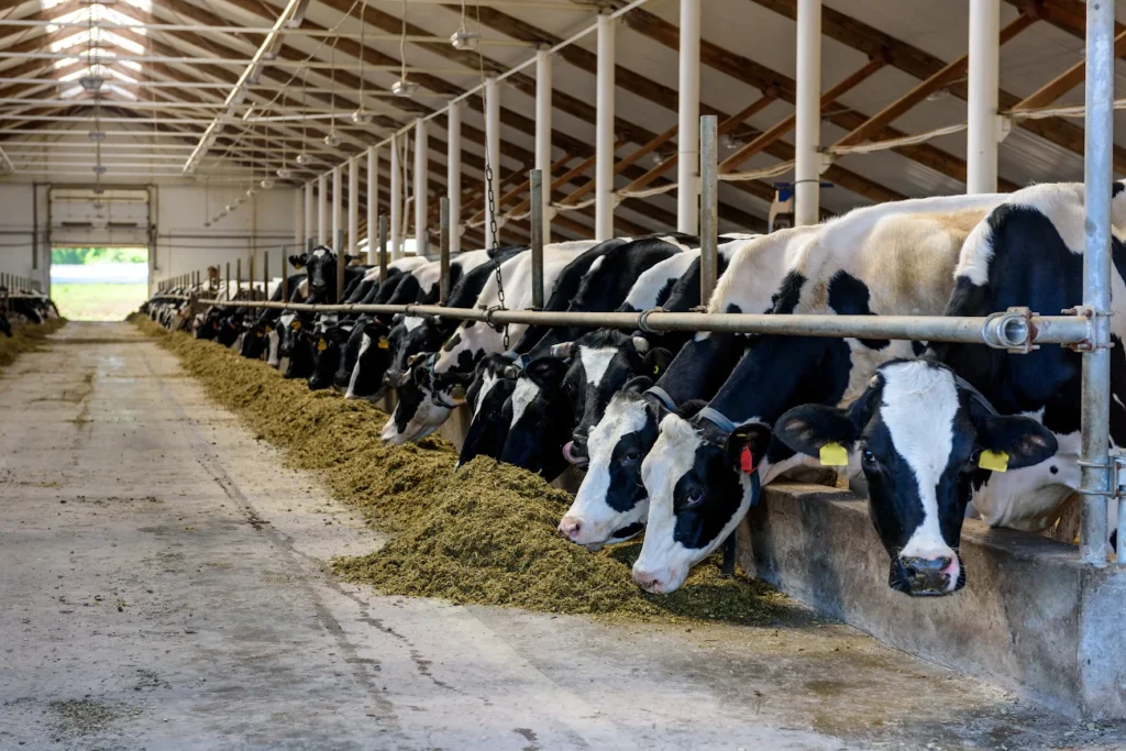 Beef on Dairy