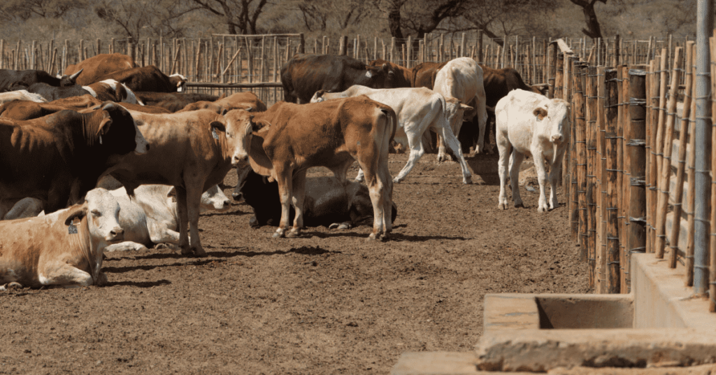 feedlot operations