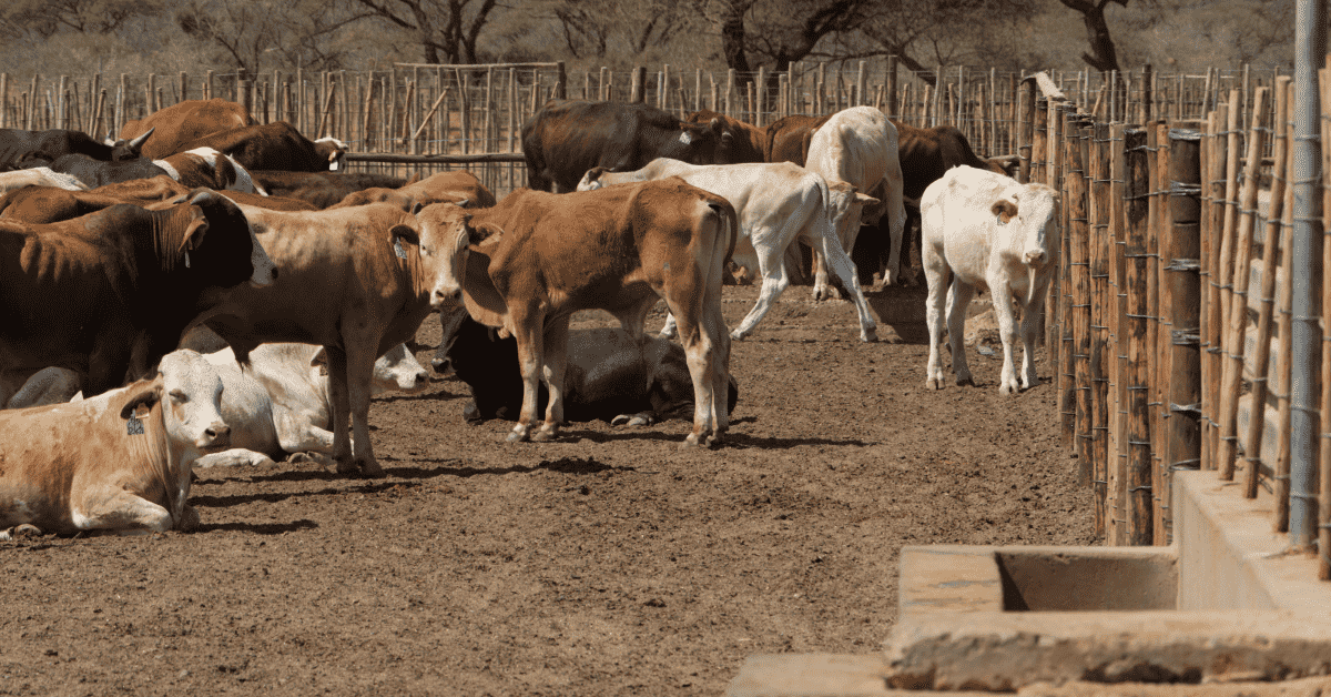 feedlot operations