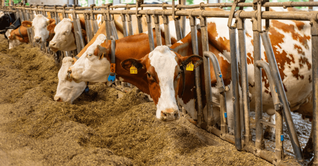feed conversion ratio for cattle