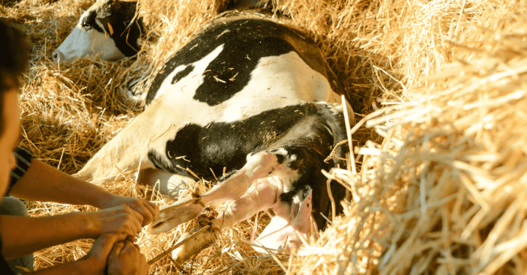 Guide to Dystocia in Cattle