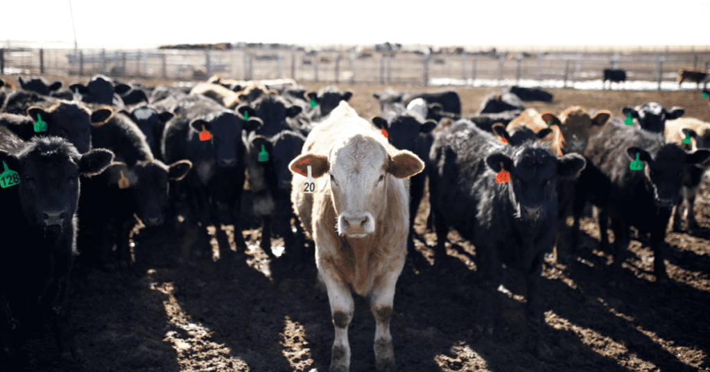cattle implants