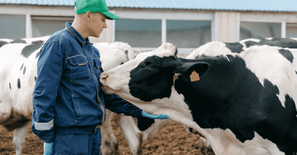 feedlot health