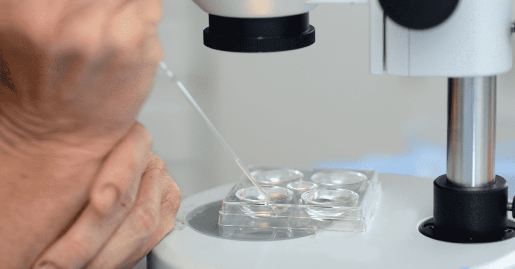 embryo transfer in cattle