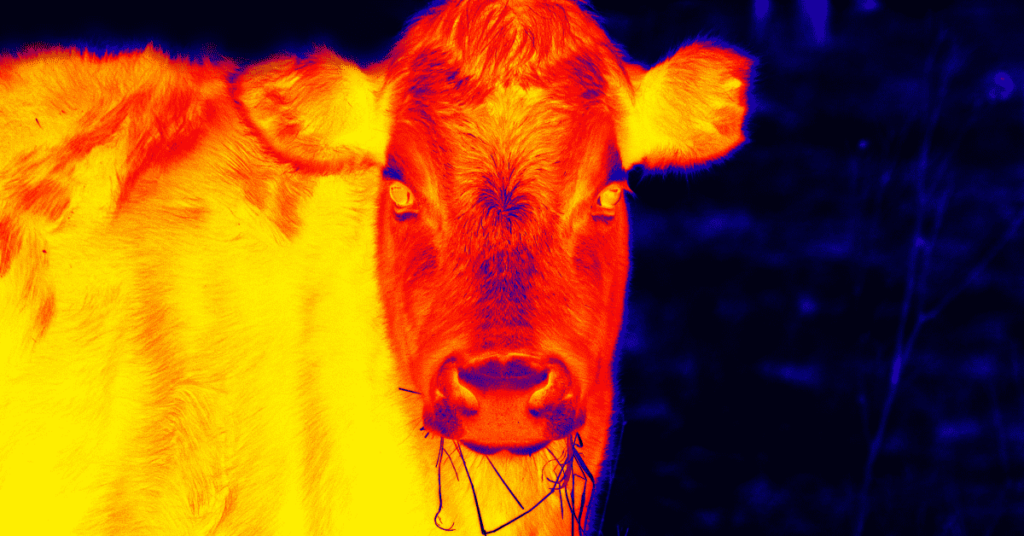 heat detection in dairy cows