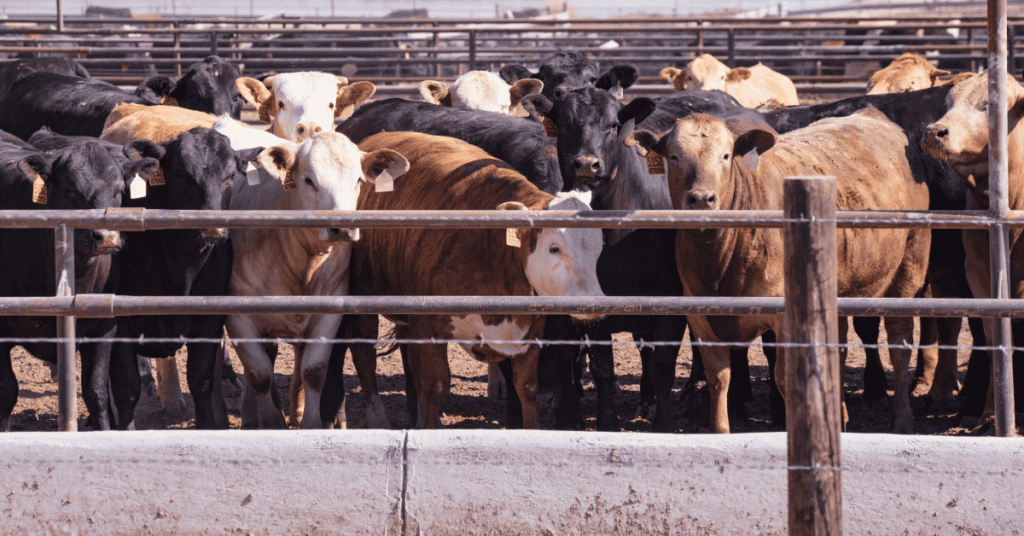 cattle breakeven calculator