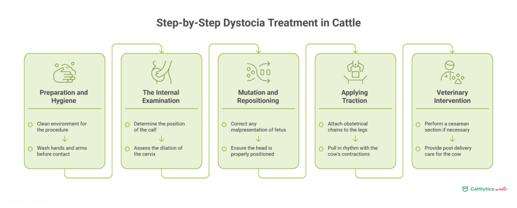 Step-by-Step Dystocia Treatment in Cattle