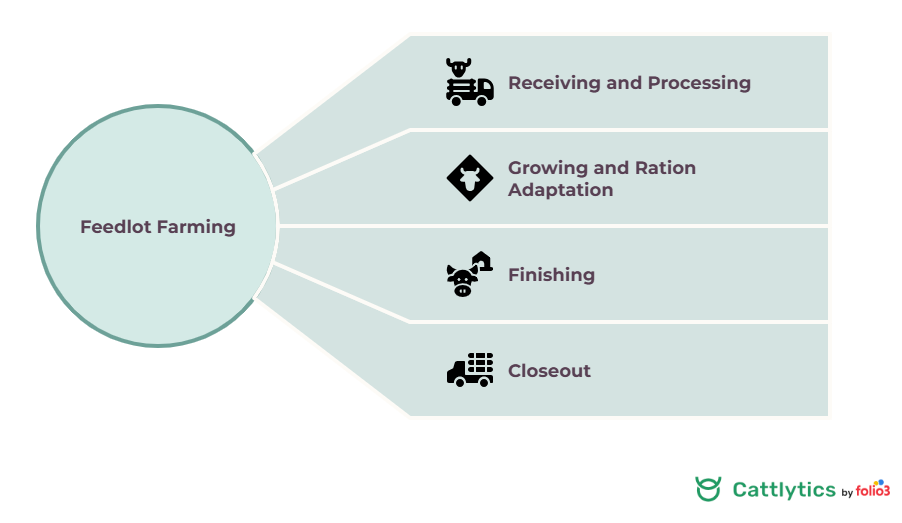 feedlot operations