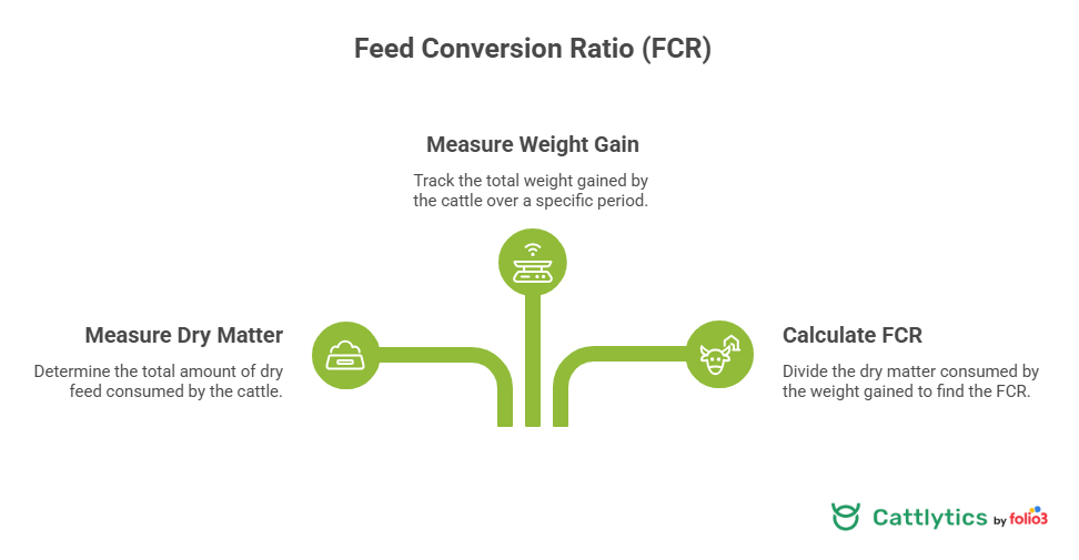 feed conversion ratio for cattle