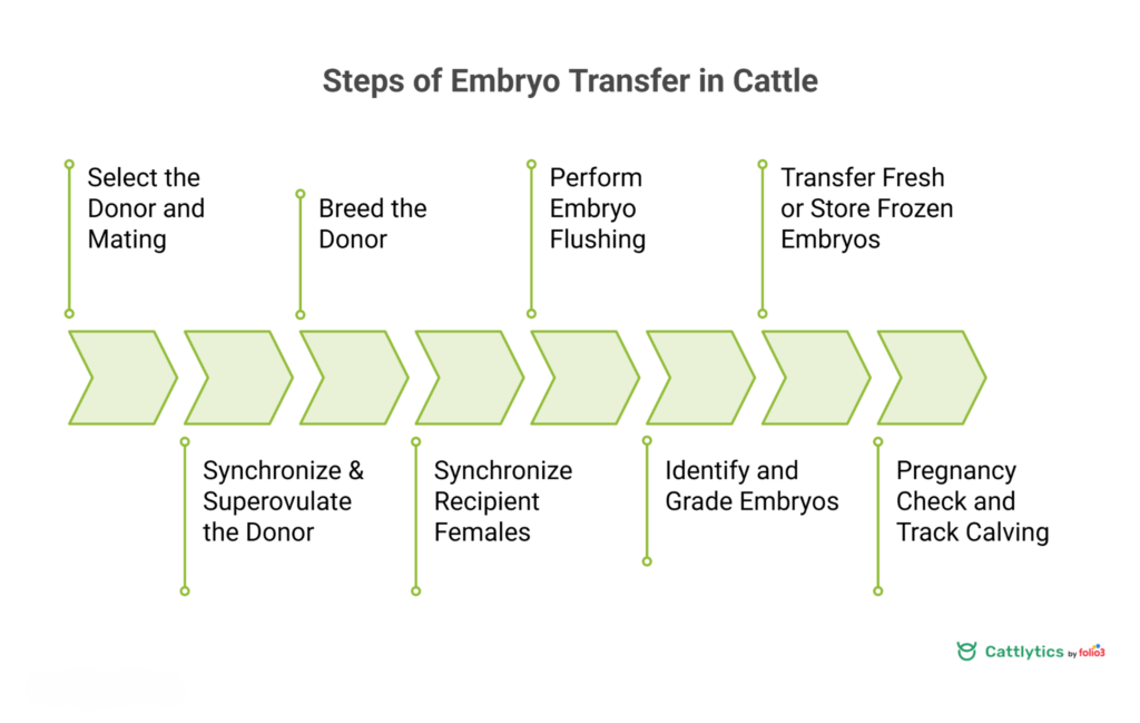 embryo transfer in cattle