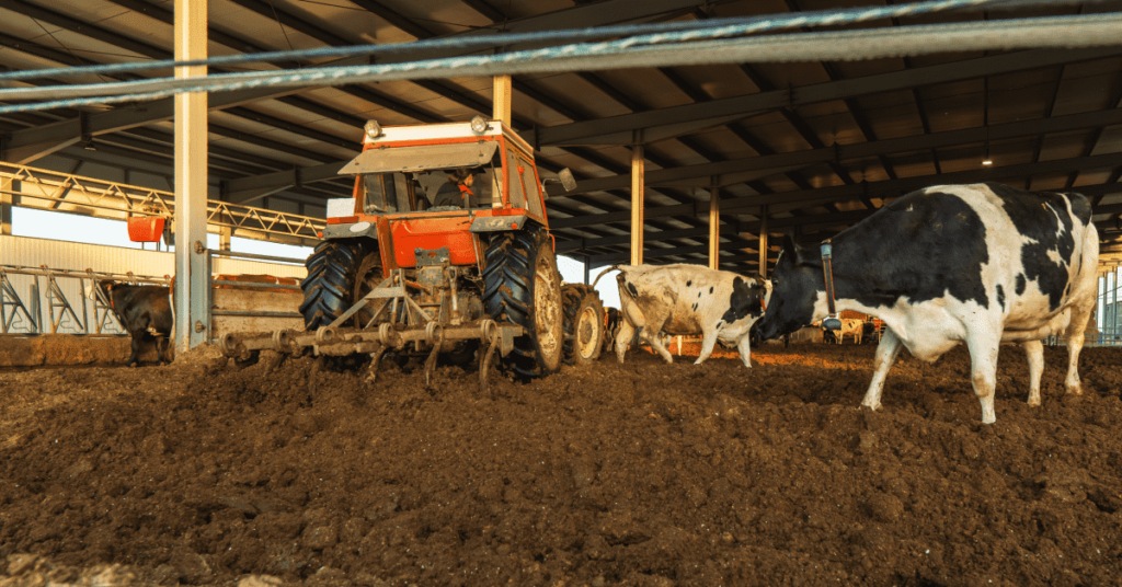 dairy manure management