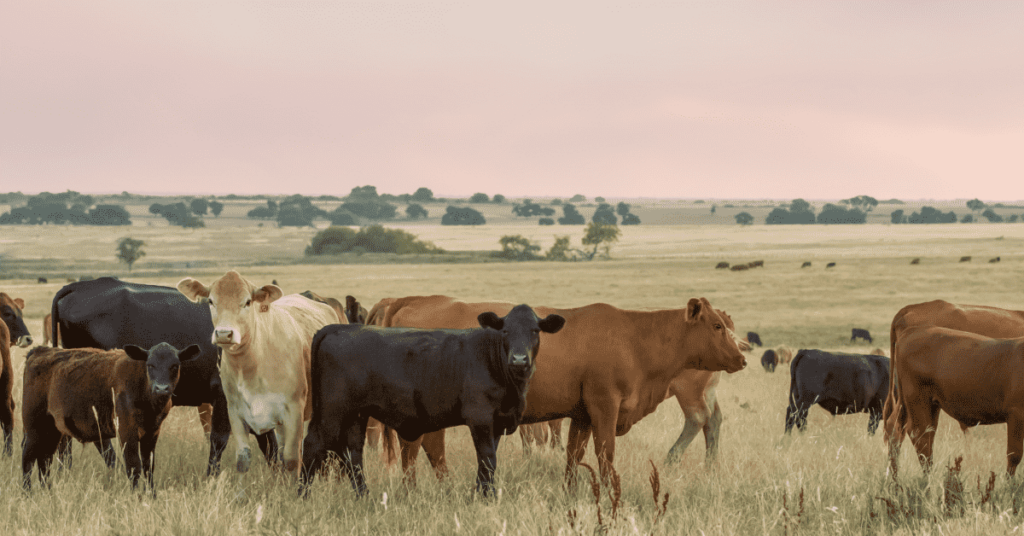 beef supply chain